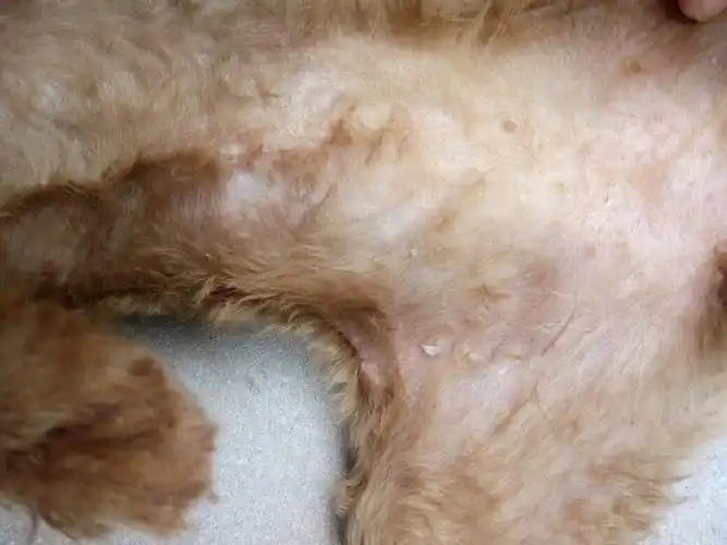 4个月多的泰迪,这是怎么了,是螨虫还是湿疹?应该用什么药?