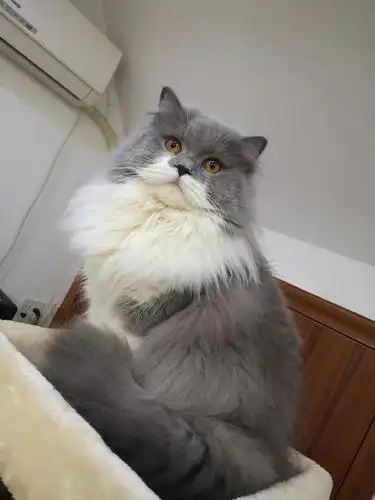 蓝白长毛公猫配种 毛长而密