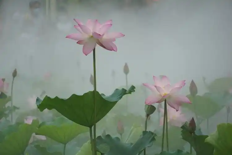 烟雾缭绕的荷花仙境