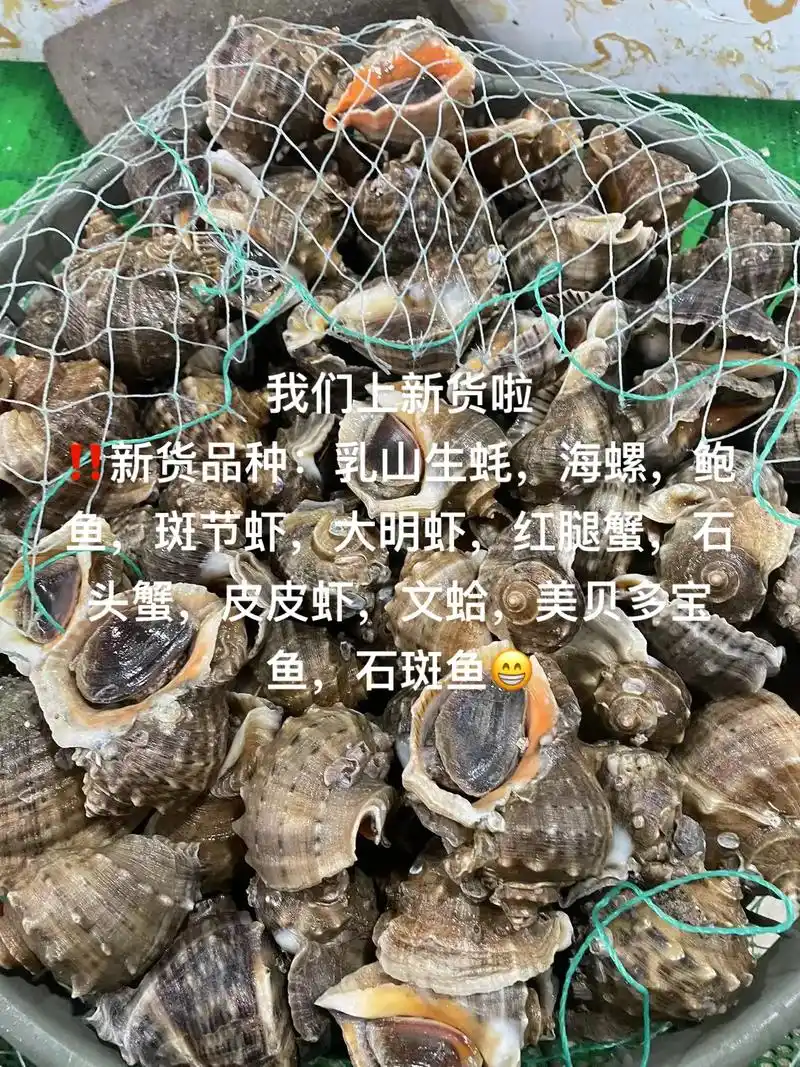 我们上新货啦 6015新货品种:乳山生蚝,海螺,鲍鱼,斑节虾,大 - 抖