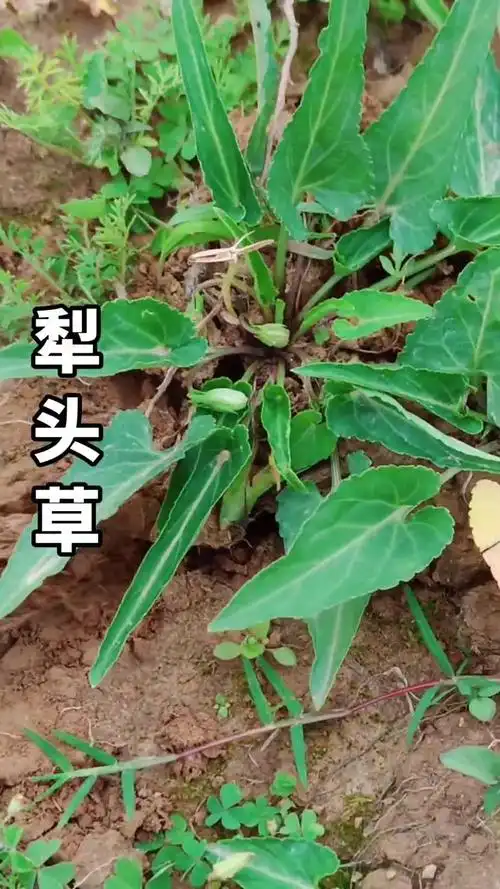犁头草村里人常常挖它你认识它吗有什么好处