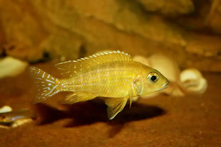 全黄马拉金 - 三湖慈鲷 - cta南美水族