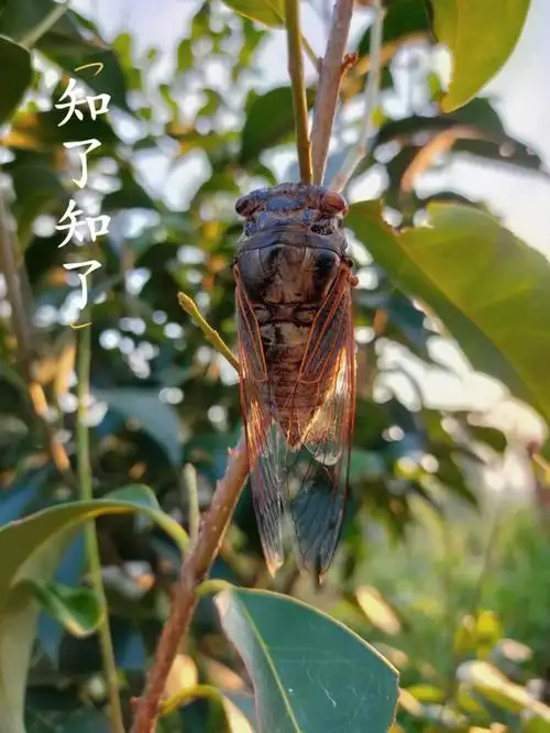 夏天很喧闹知了知了