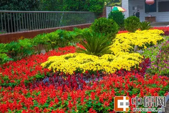 二七区主次干道摆放秋冬春三季草花持续营造喜庆氛围
