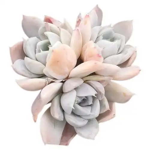 雪兔老桩群生多肉植物盆栽一物一拍阳台庭院多肉植物