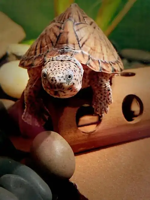 剃刀龟苗成体迷你龟种水财神剃刀龟4855cm1只装