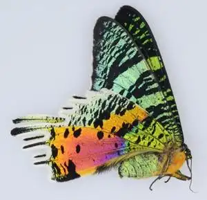 多尾凤蛾(太阳蛾)