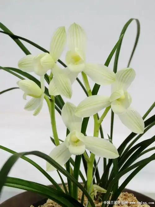 永怀素1苗1大芽1小芽 - 中国兰花交易网