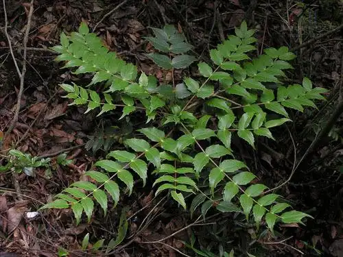 安徽刺黄柏植物
