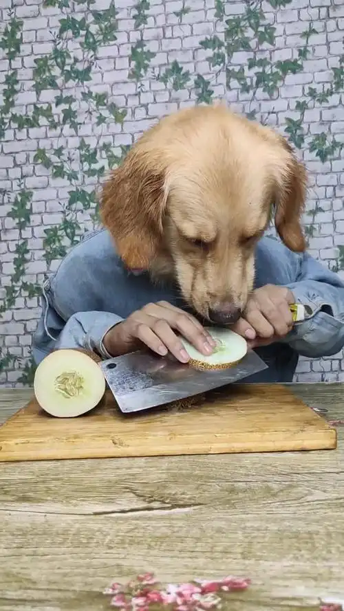 看我家狗子切冬瓜#爱萌宠爱生活