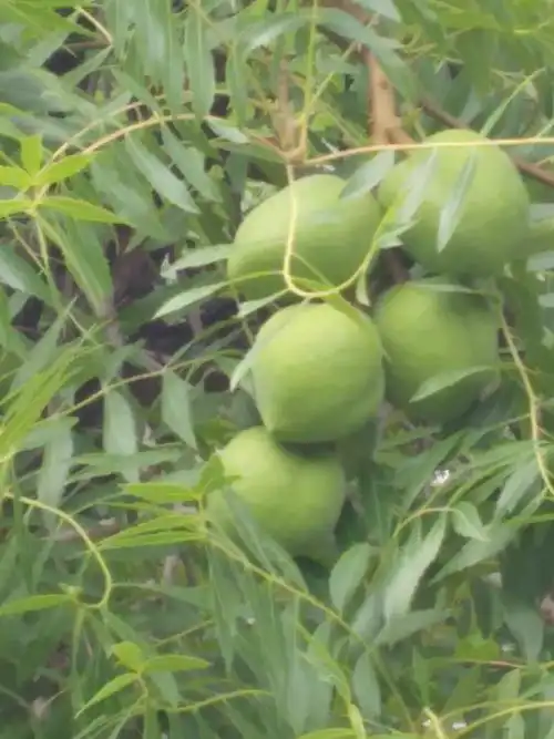 中国美一一园林绿化的珍贵资源文冠果树