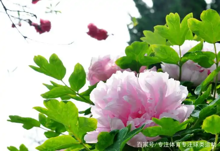 鲜花文化:6张漂亮的牡丹花照片,一起来看吧