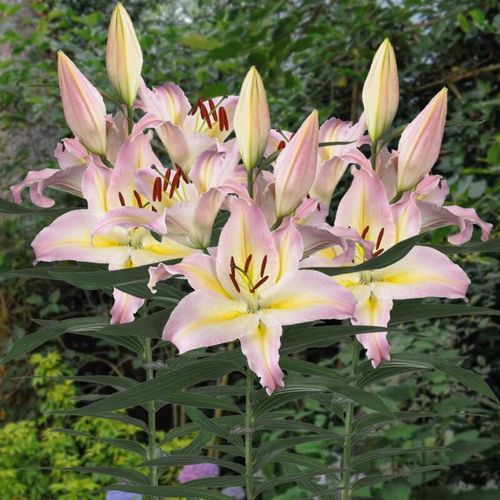 单瓣东方百合种球 单球装 进口百合花种子庭院阳台盆栽包对版 荷包 1