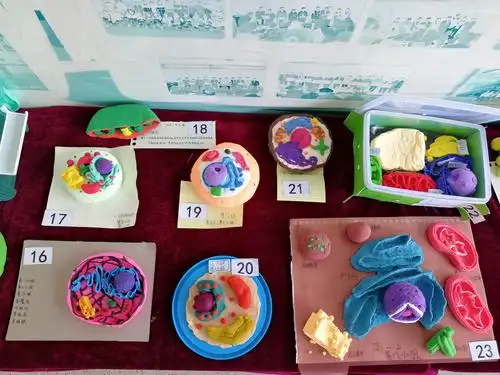一届细胞结构模型制作比赛 写美篇  为了贯彻生物课程标准的教学理念