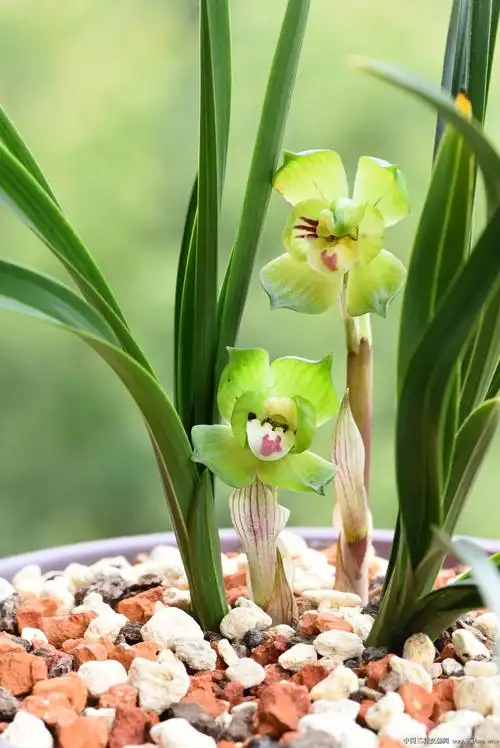 2021---绿云[四]续-春兰篇-中国兰花交易网社区