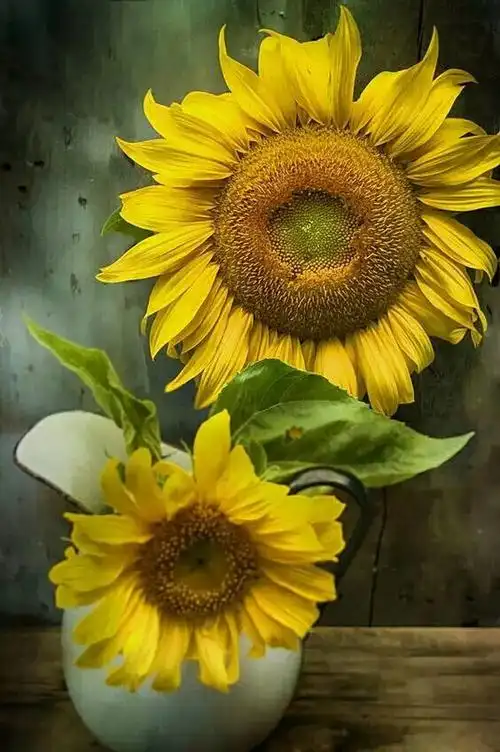 向日葵花,向往光明之花,给人带来美好希望之花,它如同太阳,把自己的