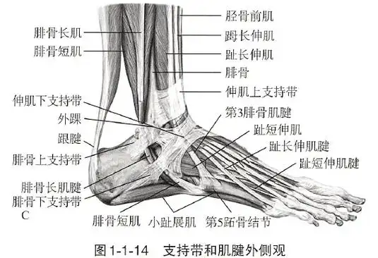 伸肌上支持带附着于胫腓骨前方远侧,腓骨,胫骨前肌腱内侧.
