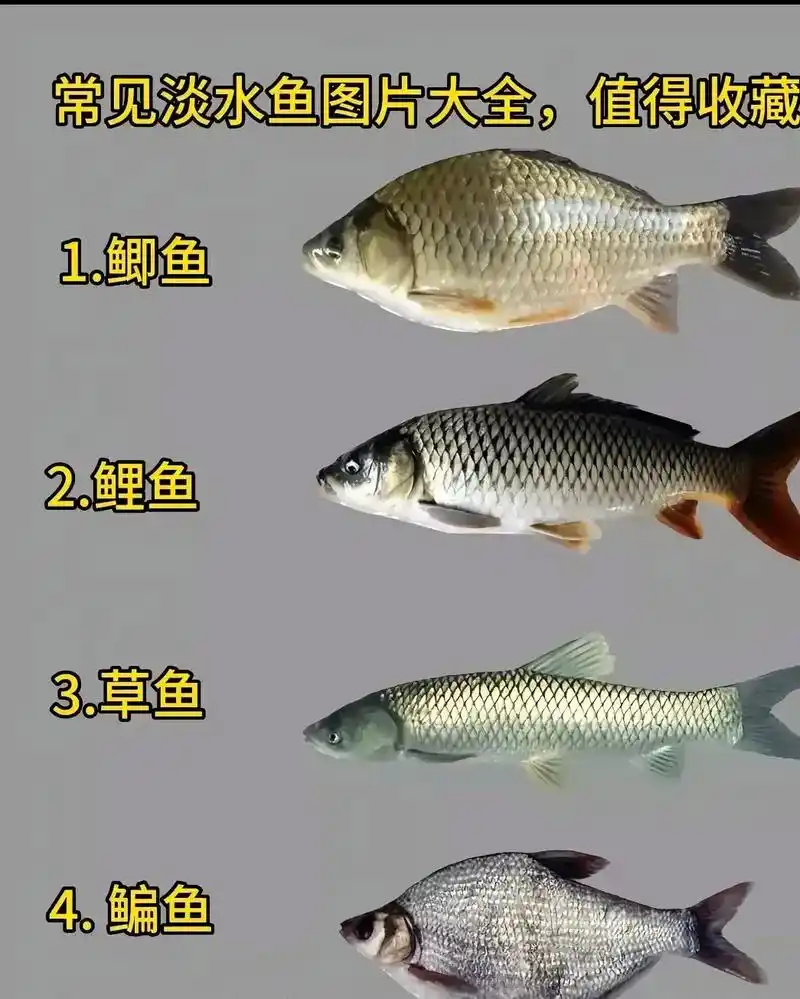 淡水鱼#鱼 #淡水鱼 #鱼类 #鱼类知识 #鱼类科普 - 抖音