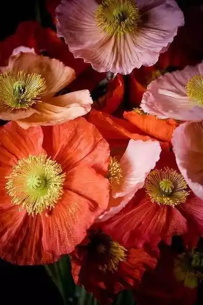 这就是罂粟花,越美越毒!_侵权_网络_后台