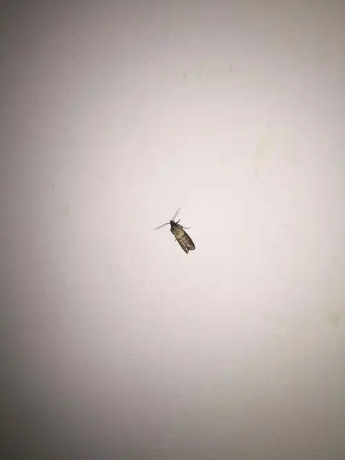 家里发现一些小飞蛾,想知道学名叫什么,怎么才能预防.