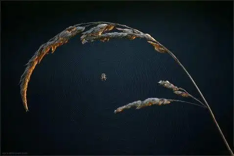 46幅国际金奖摄影作品欣赏,美不在眼在心