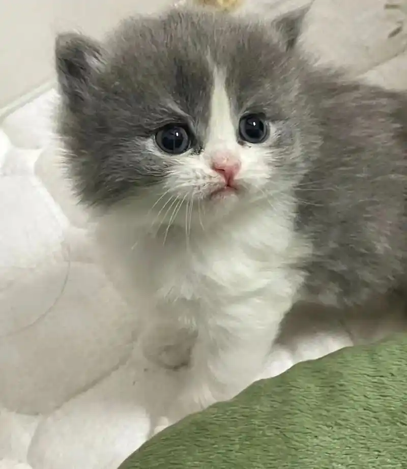 英短蓝白幼猫来啦! .崽崽还在撒娇嘞,已经两个月了,自己家蓝 - 抖音