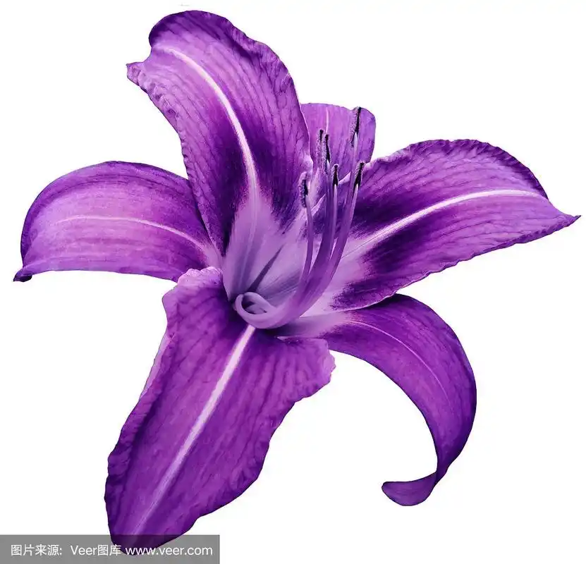 百合花,自然,紫色,特写,背景聚焦