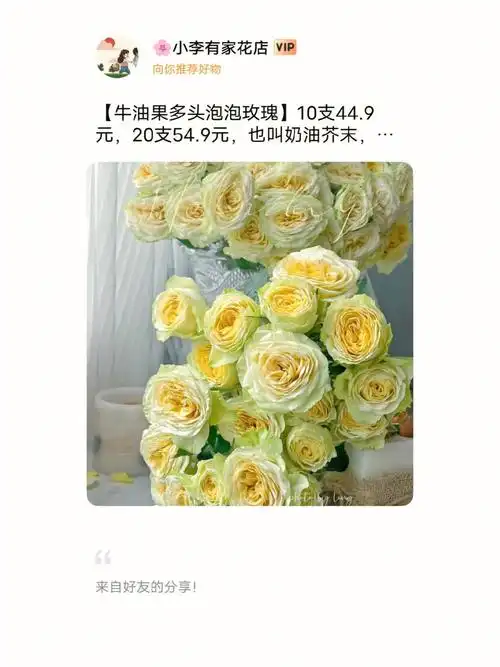 牛油果多头泡泡玫瑰