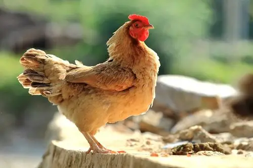 母鸡的营养价值及功效