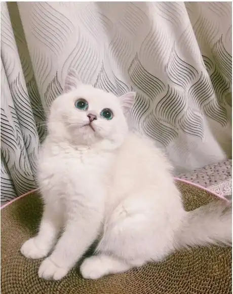 英短银点猫咪多少钱?