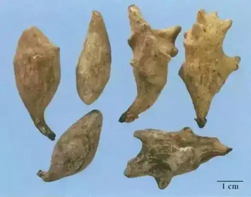 每天最少学一味中药-五倍子