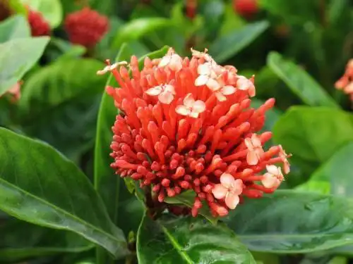 时来运转的养殖方法,时来运转是什么植物