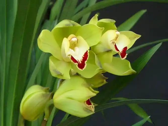 名贵兰花品种及价格及图片大全(岁末一支兰) - 赤虎壹号