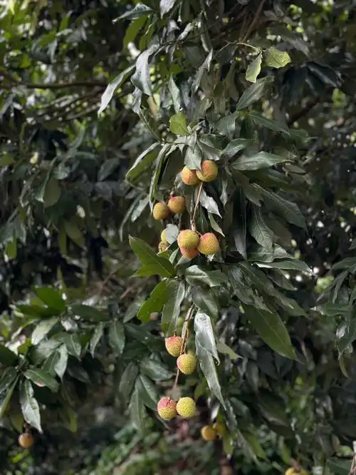 东莞银屏山荔枝