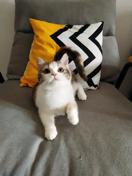 美短三花妹妹找新家