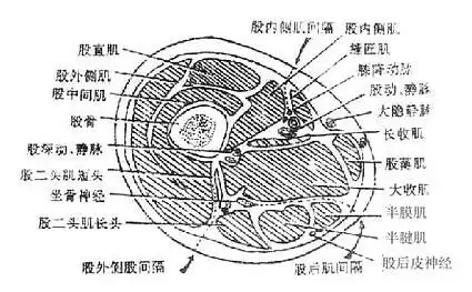 人体解剖学下肢各戴面结构