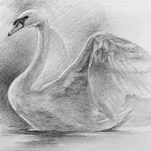 日绘社丨画一只白天鹅