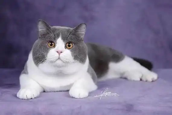 美国短毛猫居然有6种毛色(英国短毛猫常见的10种颜色)(7)