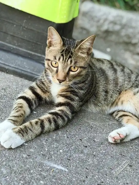 白手套白围脖的亲人小狸花猫找家啦