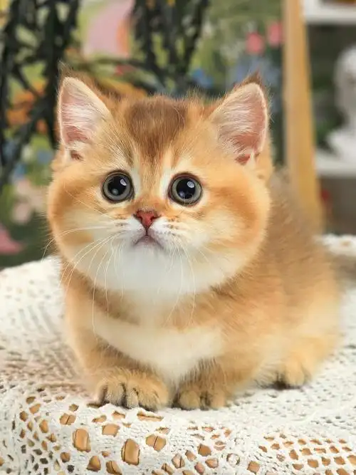 金渐层矮脚妹妹巧克力金78