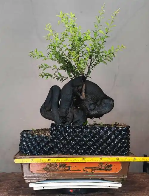 分享一棵精品金弹子怪桩碳化坨坨桩_awwx_变化_动感