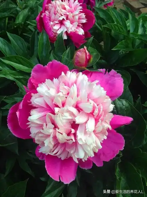 各种名贵芍药花图片大全