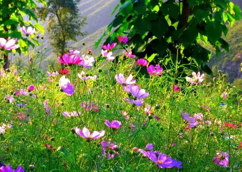 北京高校户外9月8号徒步无垠百花仙境邂逅满山繁花似锦