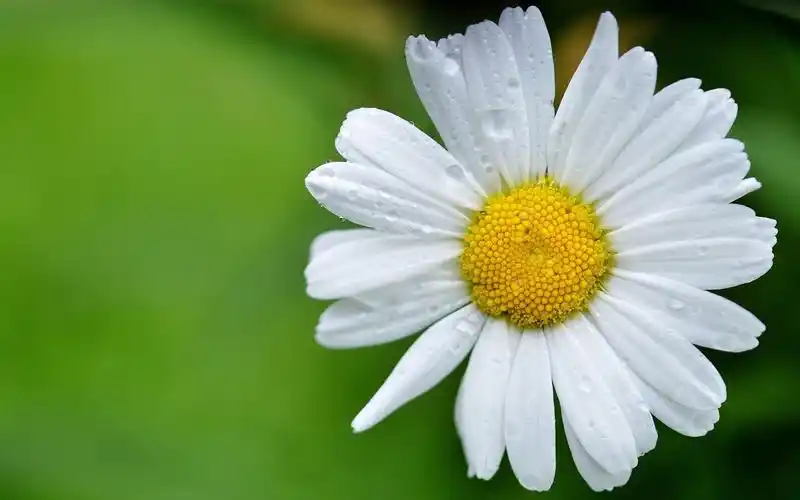 4k高清壁纸-美丽的雏菊高清4k桌面壁纸