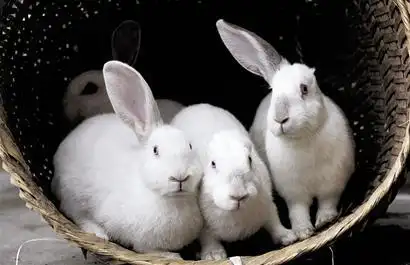 一胎10只小兔仅1只正常6只单耳2只没耳1只瘸腿