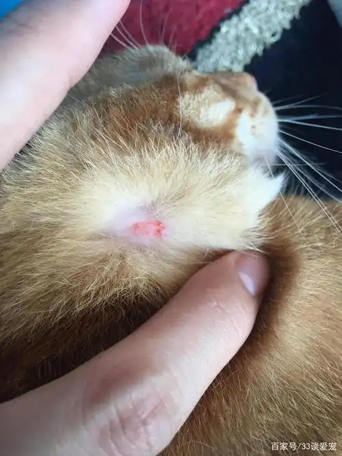 猫癣,你认识吗?