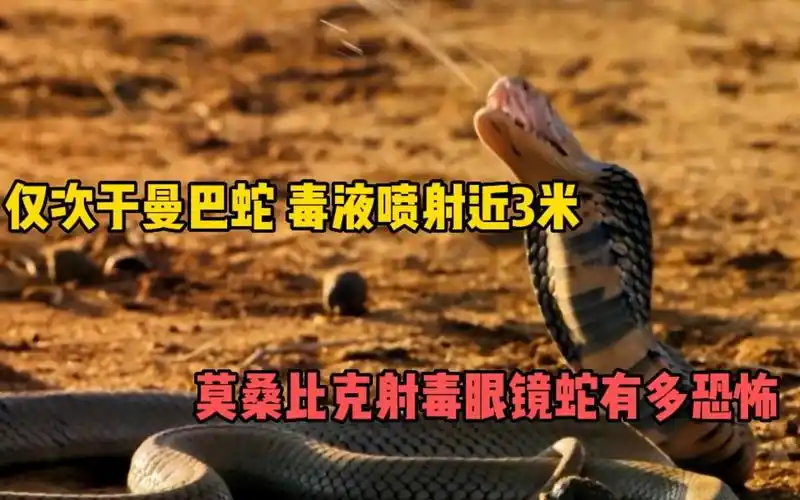 莫桑比克射毒眼镜蛇有多恐怖 毒液喷射3米远,毒素仅次于黑曼巴蛇