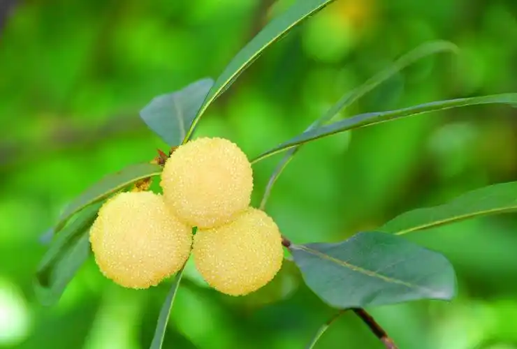 元宝山杨梅成熟正当时