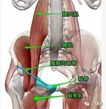 一,髋部肌肉群