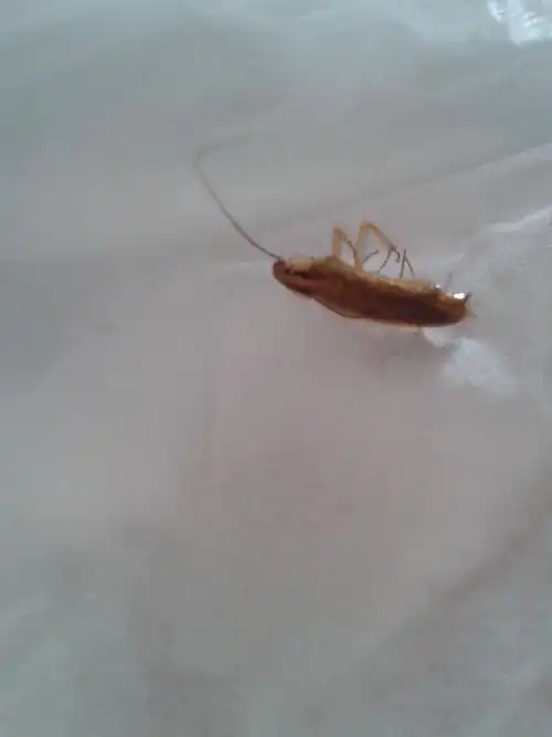 这种虫子是什么,看起来是蟑螂,但是好像又有不同,详细讲讲怎么防治